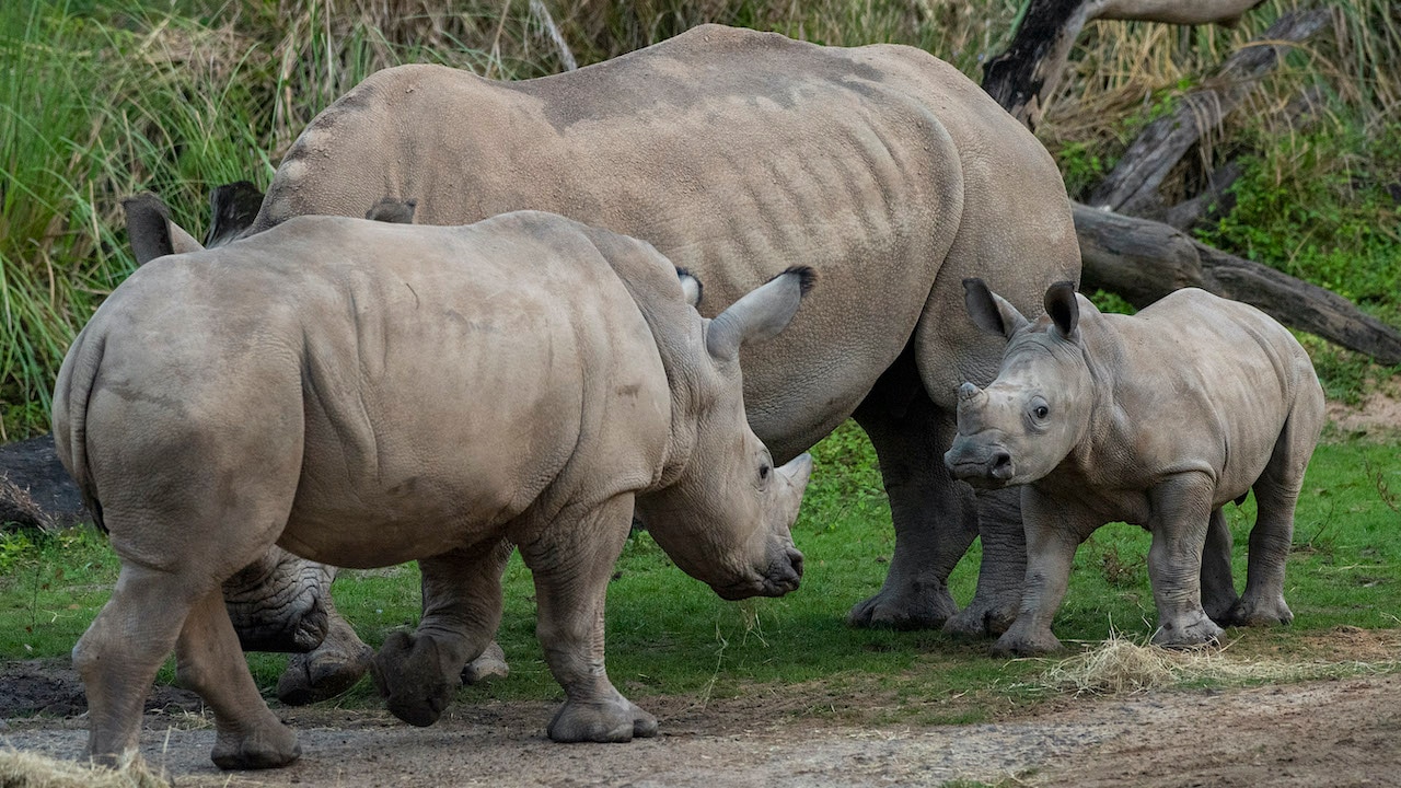 New rhino at Kilimanjaro Safaris at Disney’s Animal Kingdom