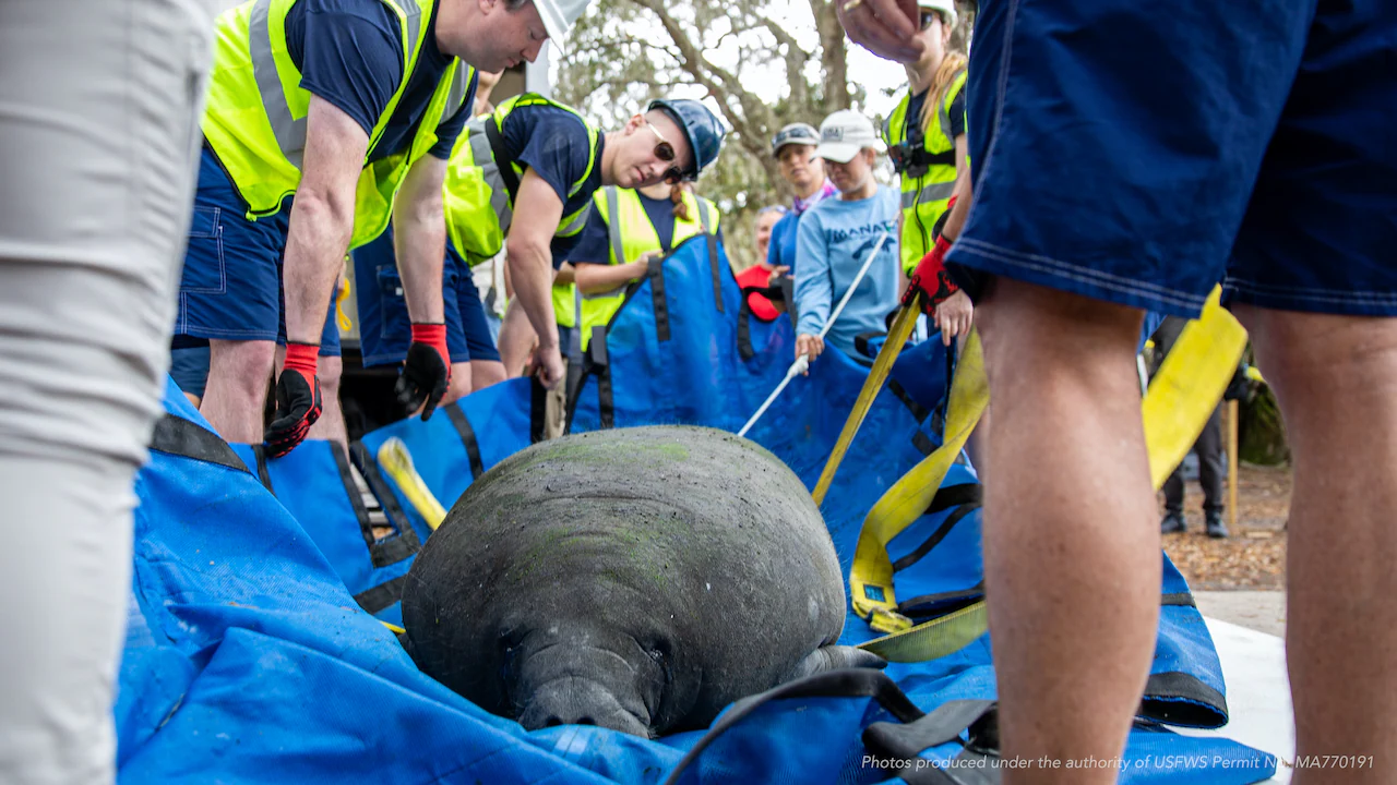 2022-DX-Conservation-Efforts-Help-with-Rehabilitation-and-Release-of-Manatees