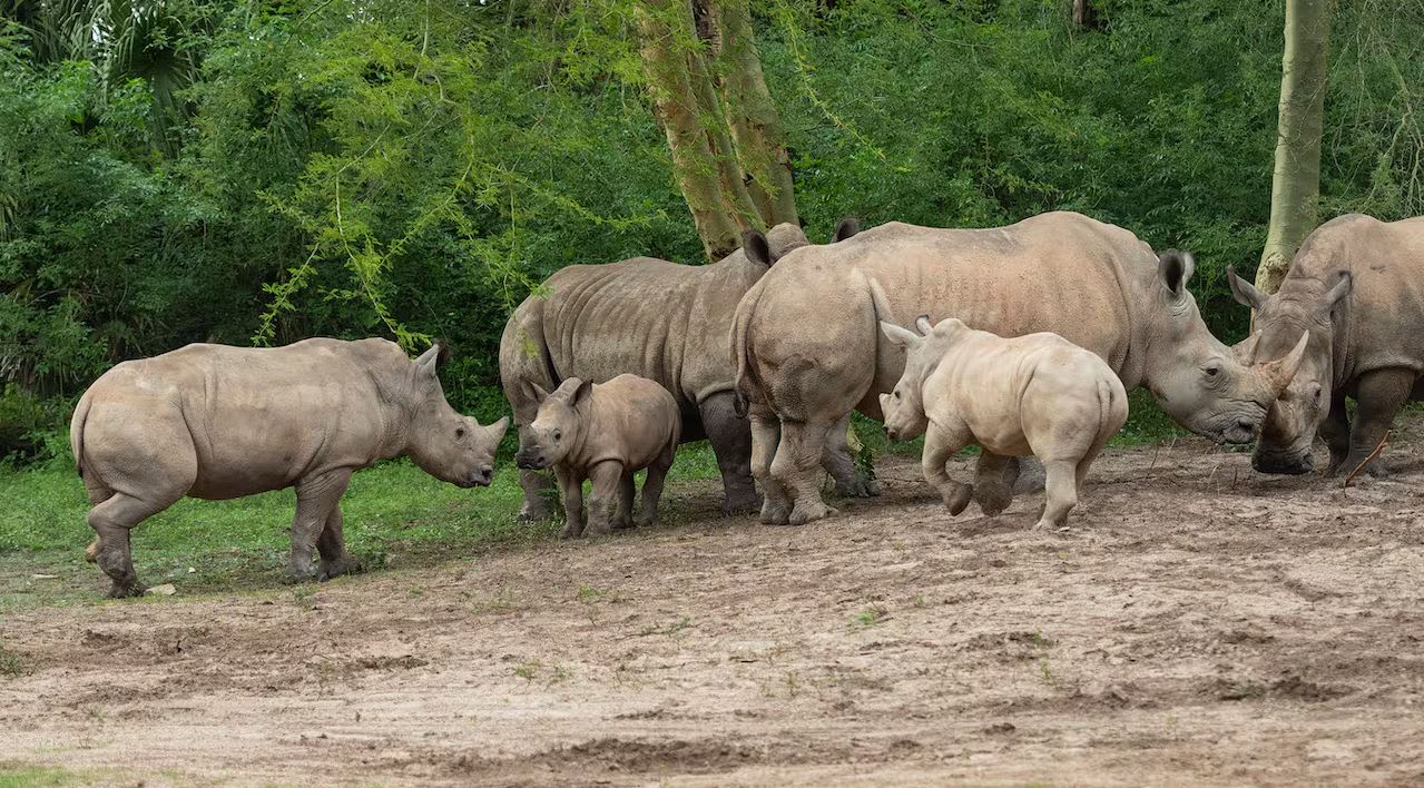3 Rhino Siblings Meet at Kilimanjaro Safaris