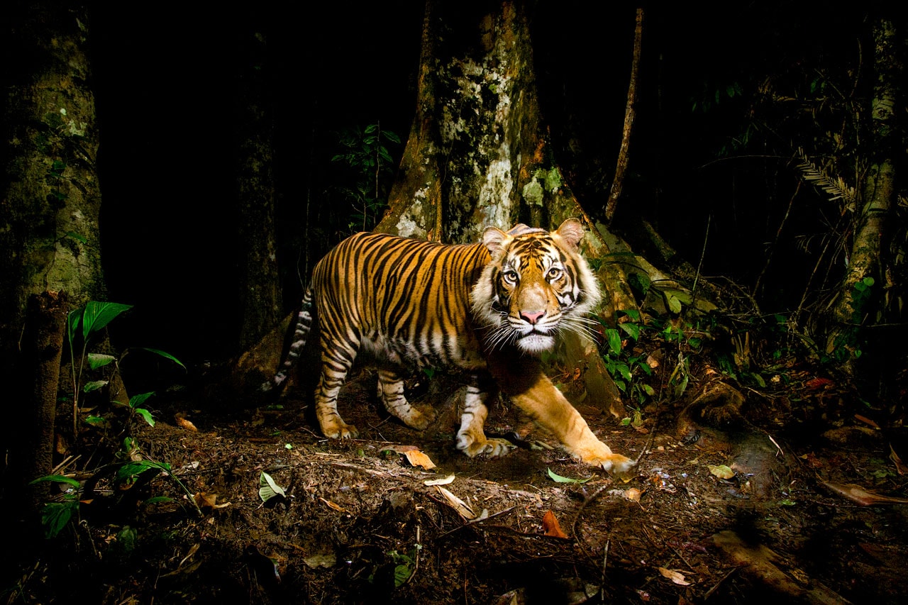 World Tiger Day, Nat Geo