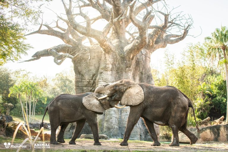 2024 Disney Earth Month Wallpaper Elephant Desktop