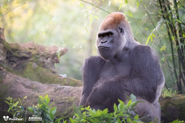 2024 Disney Earth Month Wallpaper Gorilla Desktop