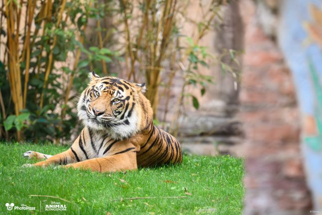 2024 Disney Earth Month Wallpaper Tiger Desktop