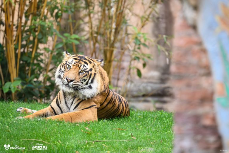 2024 Disney Earth Month Wallpaper Tiger Desktop