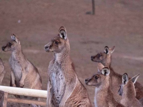 Bonorong Wildlife Sanctuary 