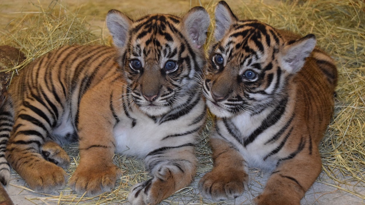 Pair of sumatran tiger cubs