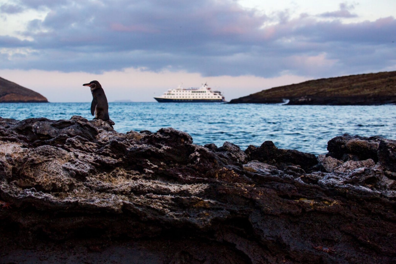 Top Ways to See Penguins with Nat Geo Expeditions