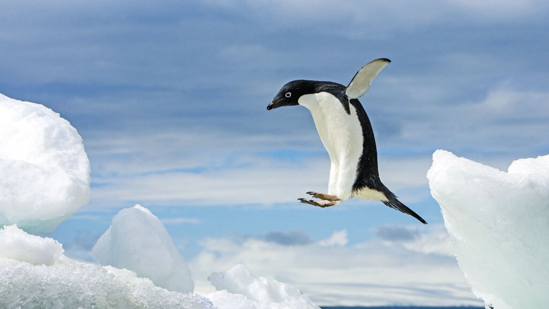 Top Ways to See Penguins with Nat Geo Expeditions