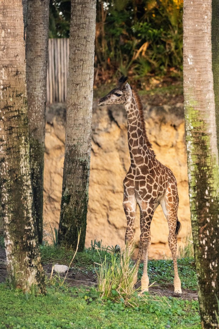 New baby giraffe, Tucker, at Disney's Animal Kingdom