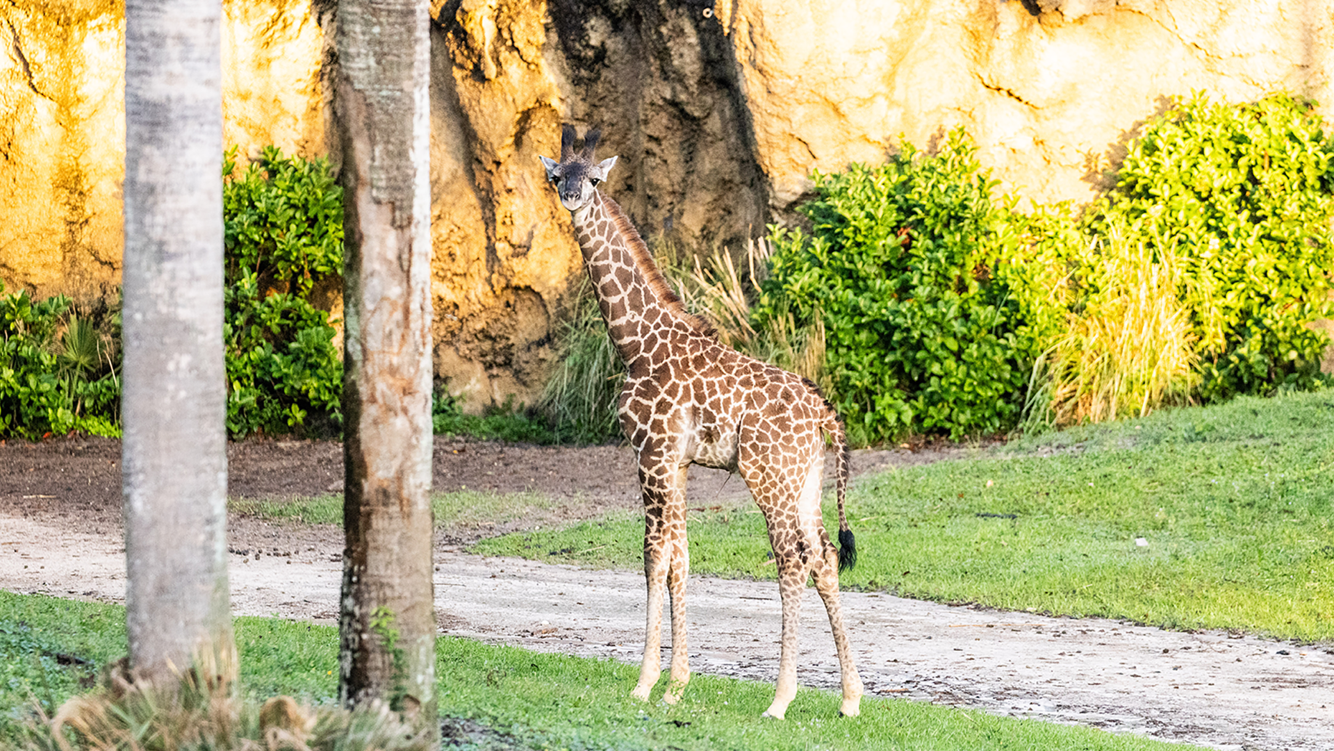 New baby giraffe, Tucker, at Disney's Animal Kingdom