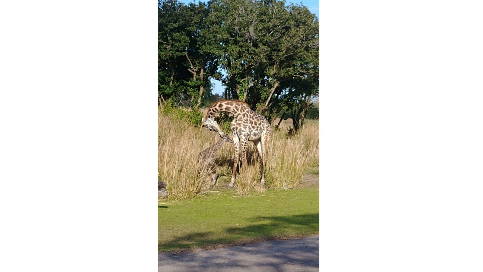 giraffe calf at animal kingdom 2019