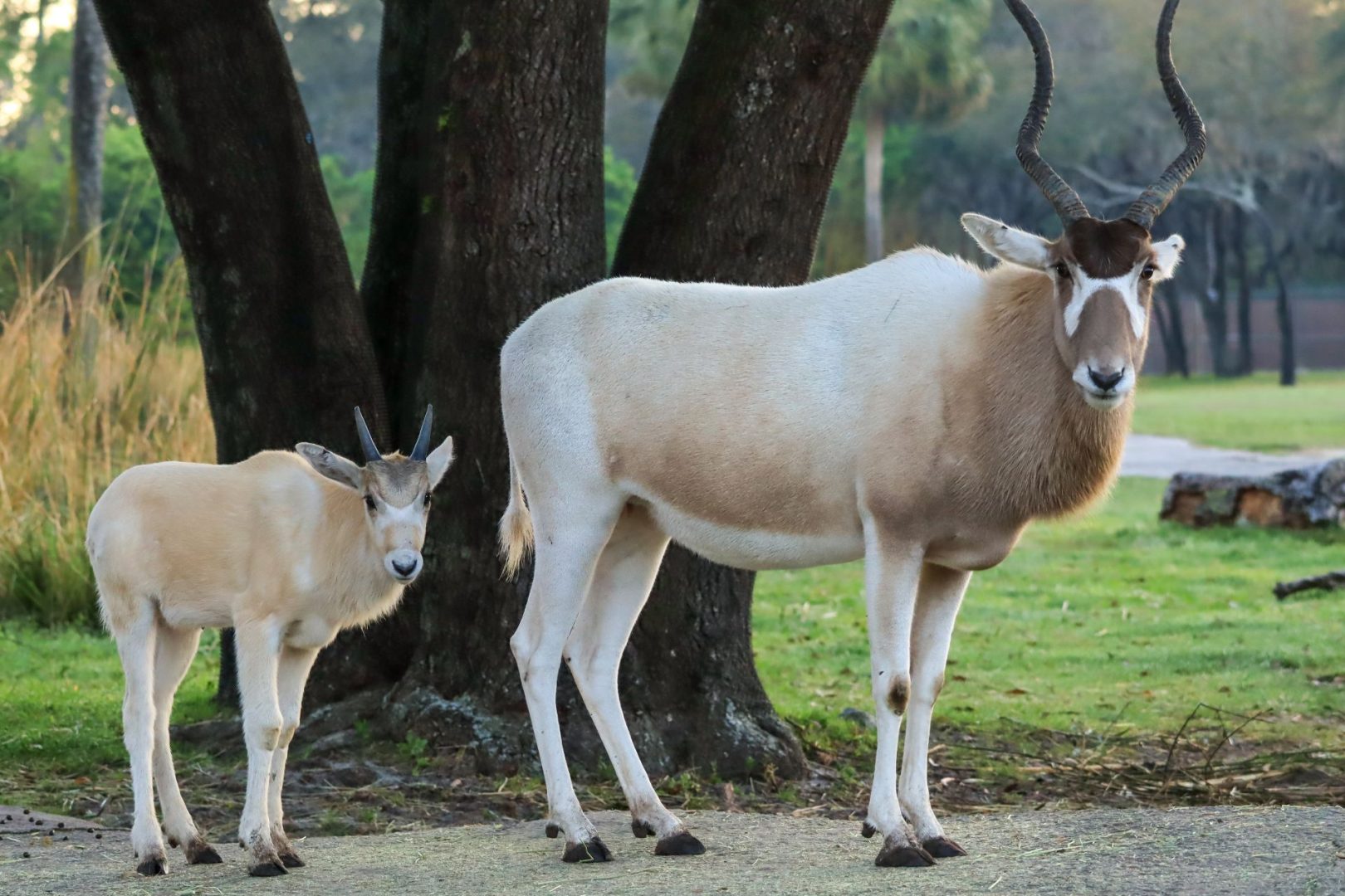 Baby Animals at Animal Kingdom Shine for Mother's Day
