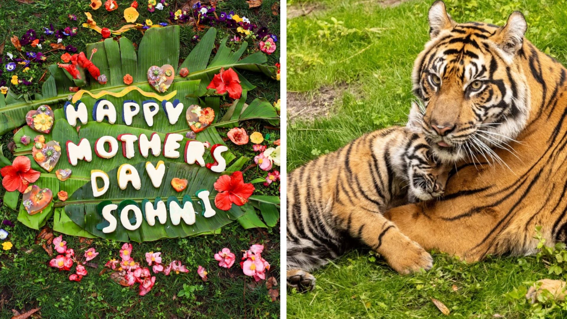 Baby Animals at Animal Kingdom Shine for Mother's Day