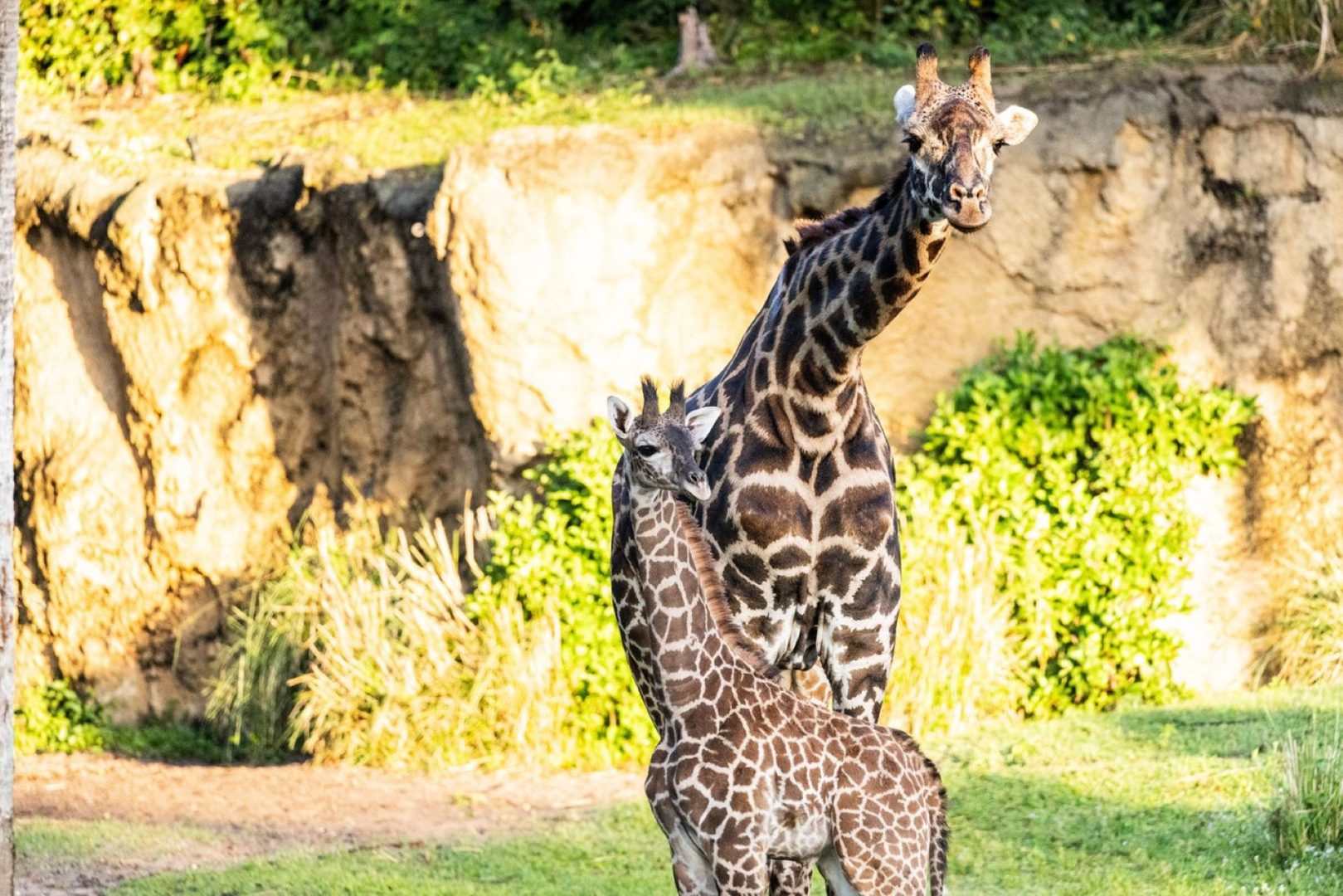 Baby Animals at Animal Kingdom Shine for Mother's Day