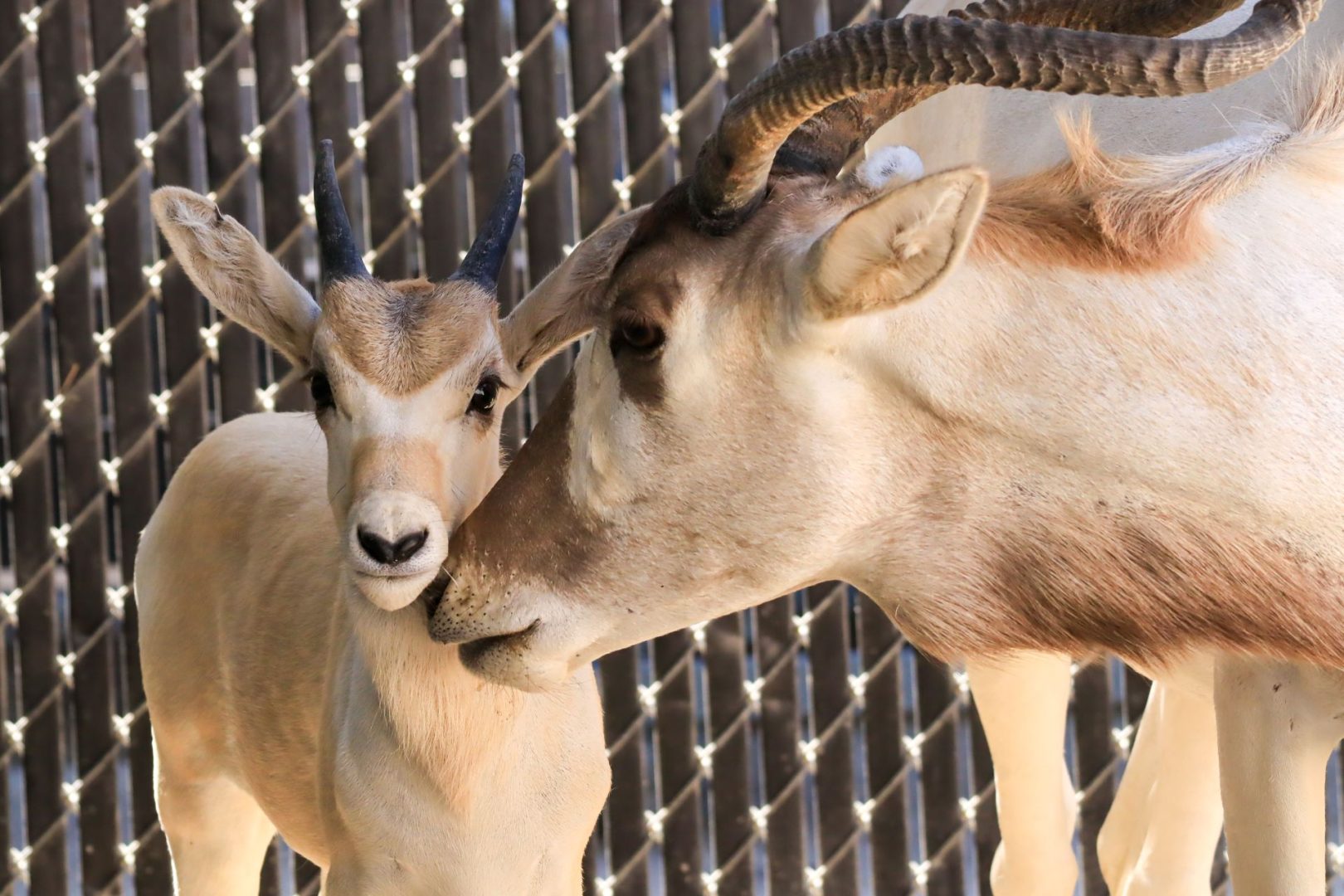 Baby Animals at Animal Kingdom Shine for Mother's Day