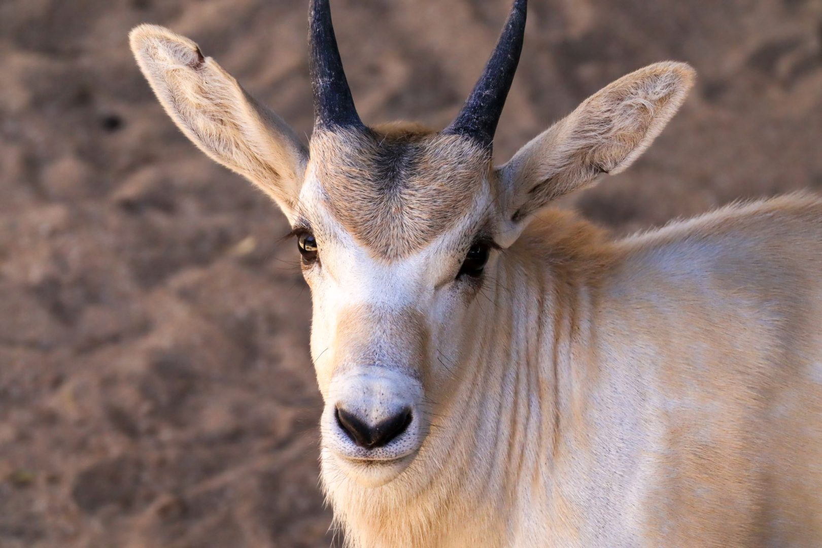 Baby Animals at Animal Kingdom Shine for Mother's Day