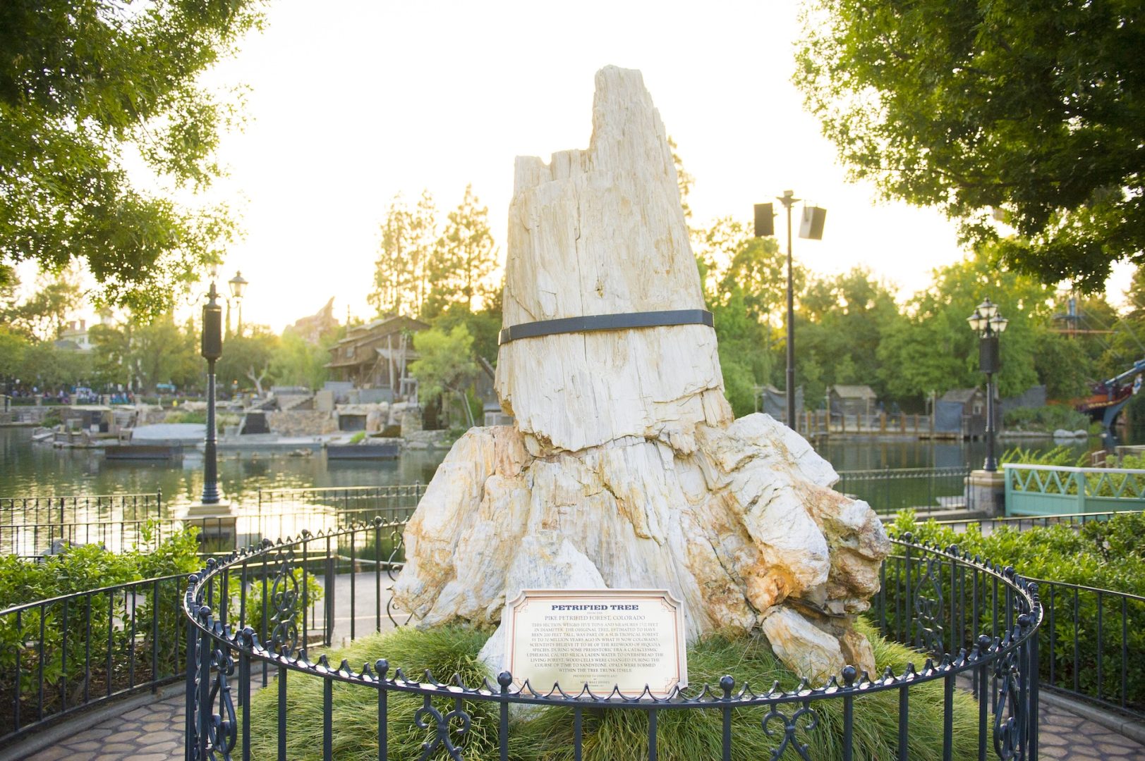 Petrified Tree at Disneyland park