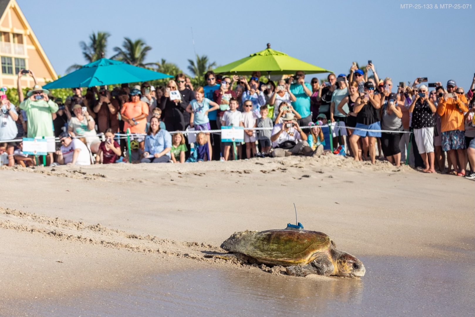 Crowd watches turtle on the beach during the 18th annual Tour de Turtles event