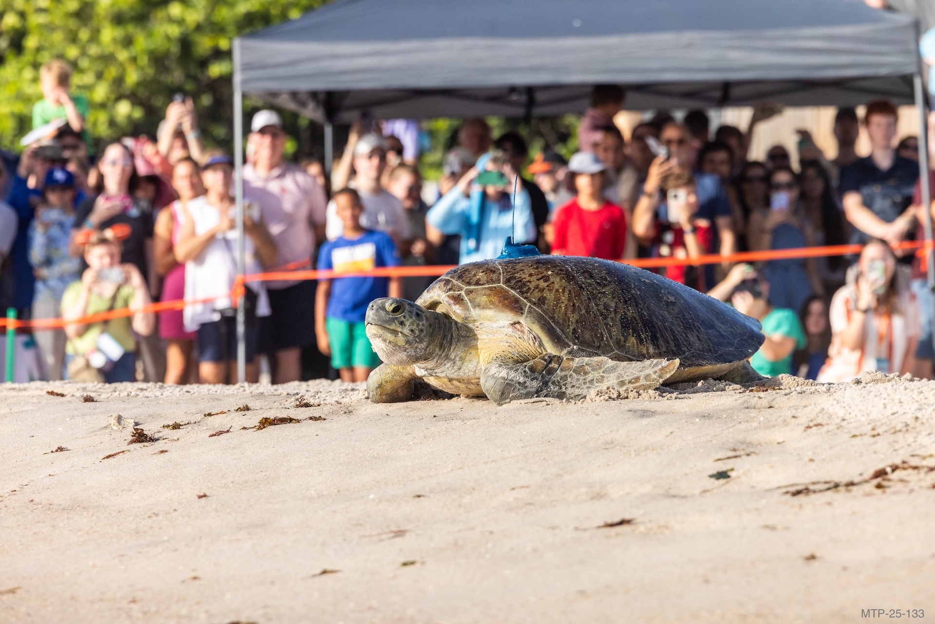 Crowd watches turtle on the beach during the 18th annual Tour de Turtles event