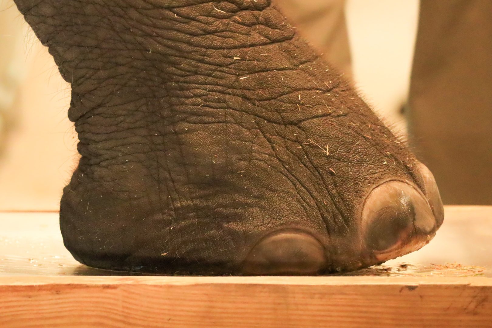 World Elephant Day at Disney’s Animal Kingdom Elephant Foot Radiographs