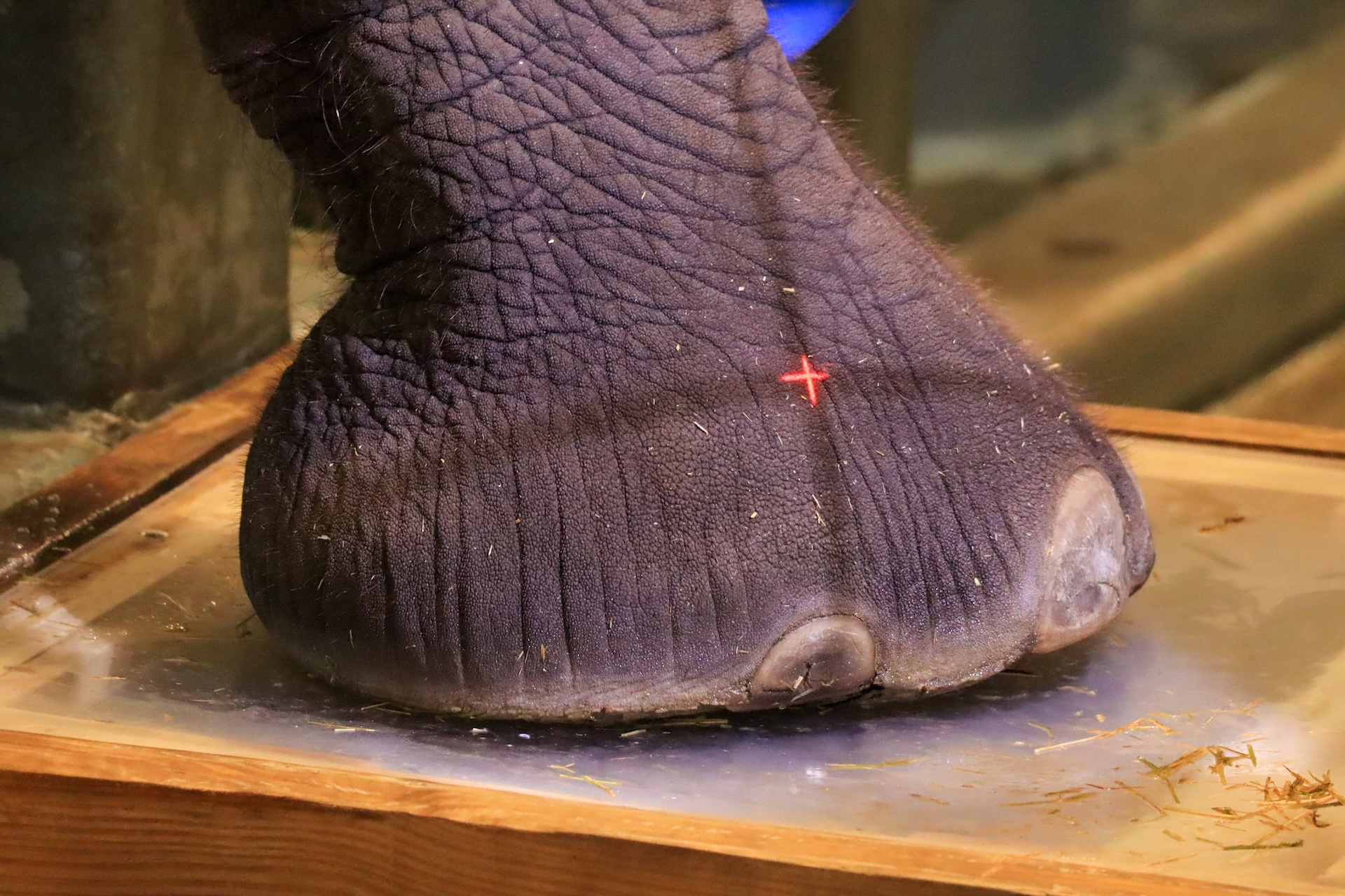 World Elephant Day at Disney’s Animal Kingdom Elephant Foot Radiographs