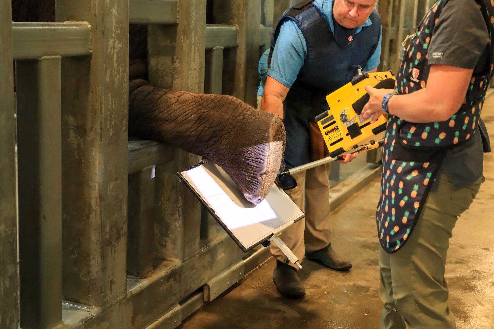 World Elephant Day at Disney’s Animal Kingdom Elephant Foot Radiographs