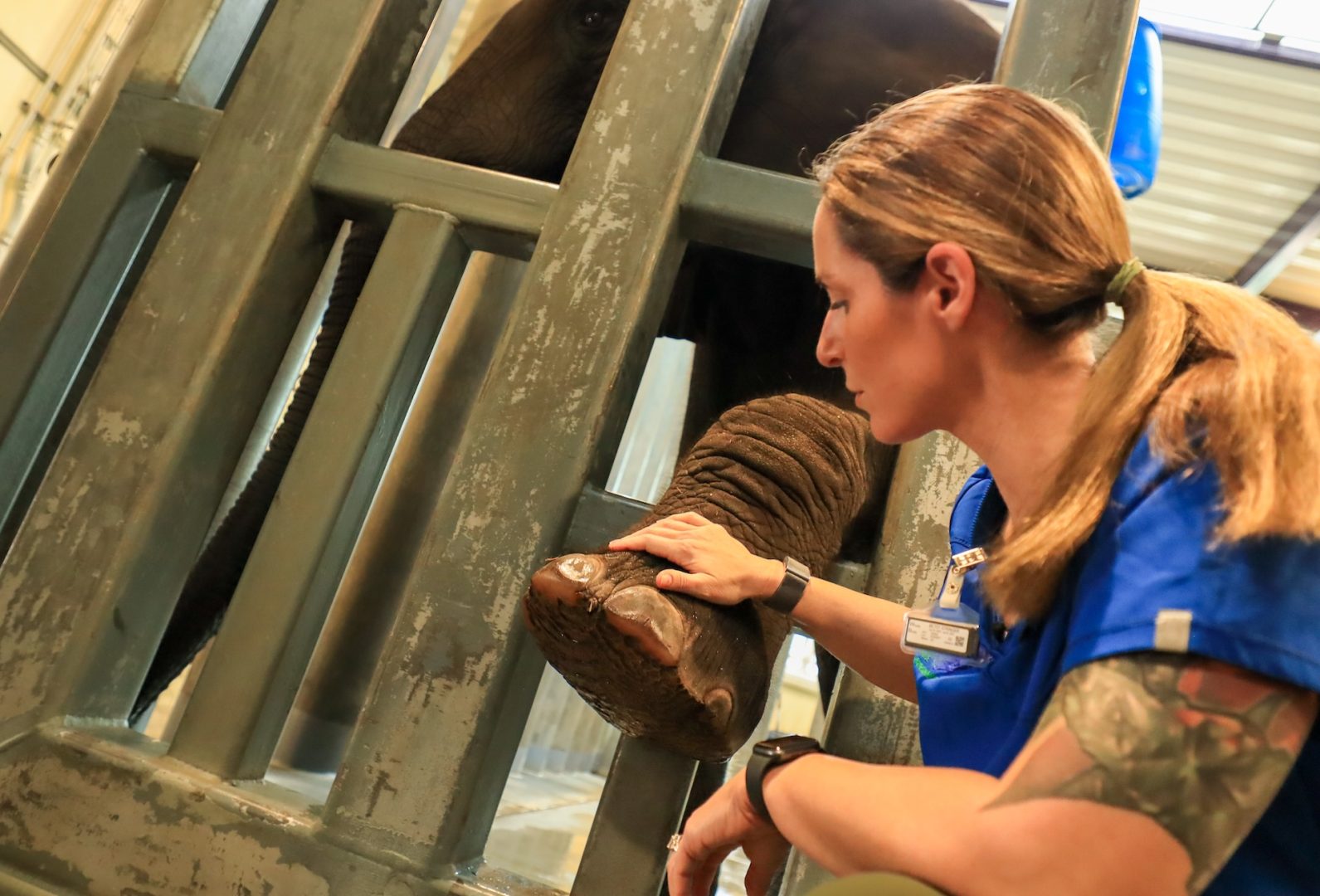 World Elephant Day at Disney’s Animal Kingdom Elephant Feet Radiographs