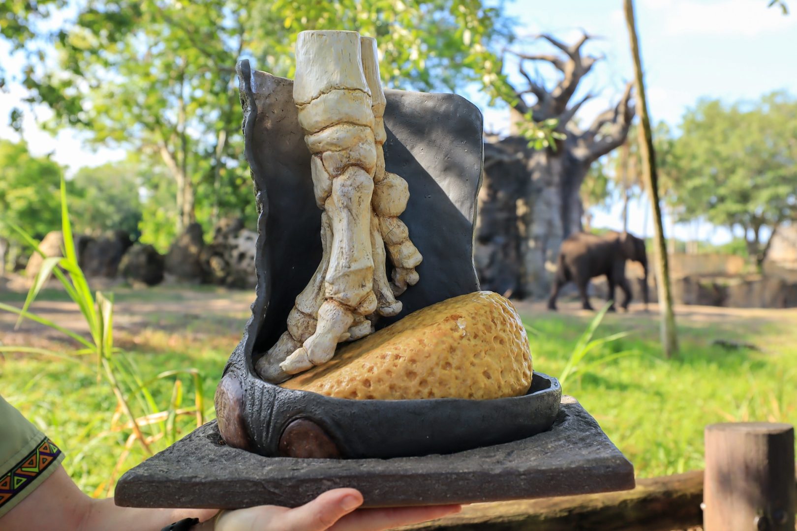 World Elephant Day at Disney’s Animal Kingdom Elephant Foot Radiographs