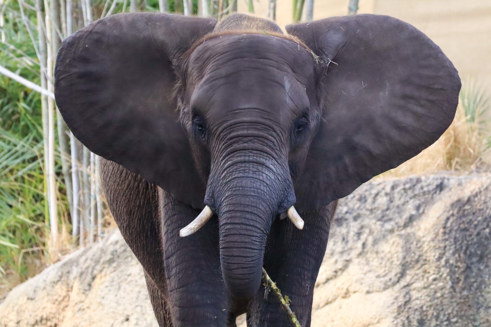 World Elephant Day at Disney’s Animal Kingdom Elephant Foot Radiographs