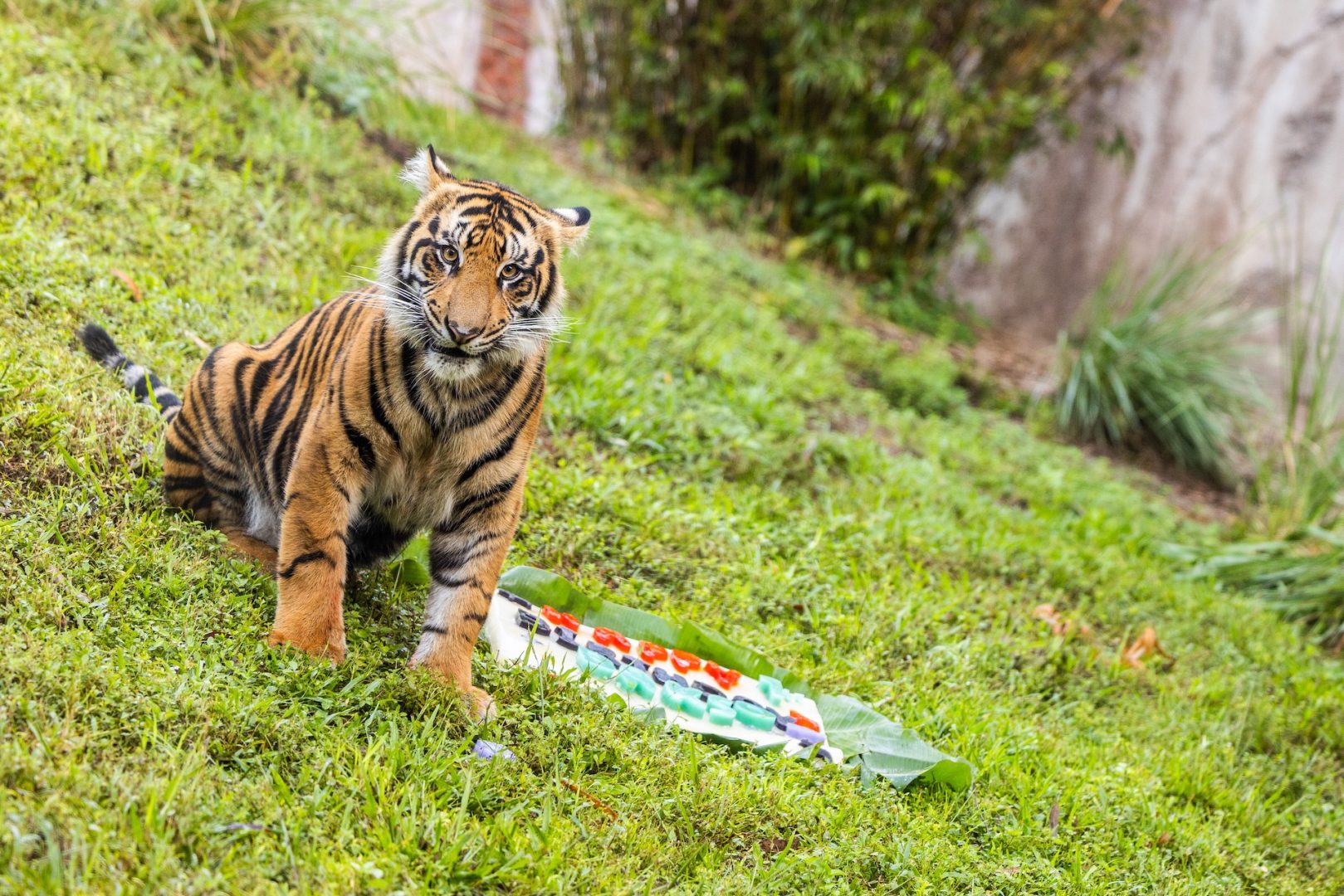 Bakso the Tiger Turns One at Animal Kingdom