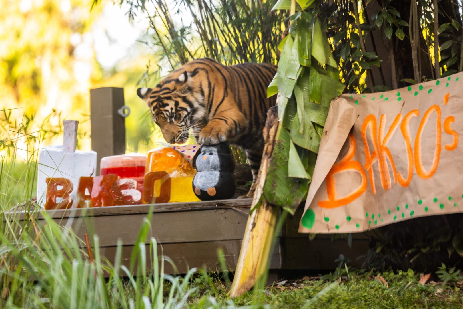 Bakso the Tiger Turns One at Animal Kingdom
