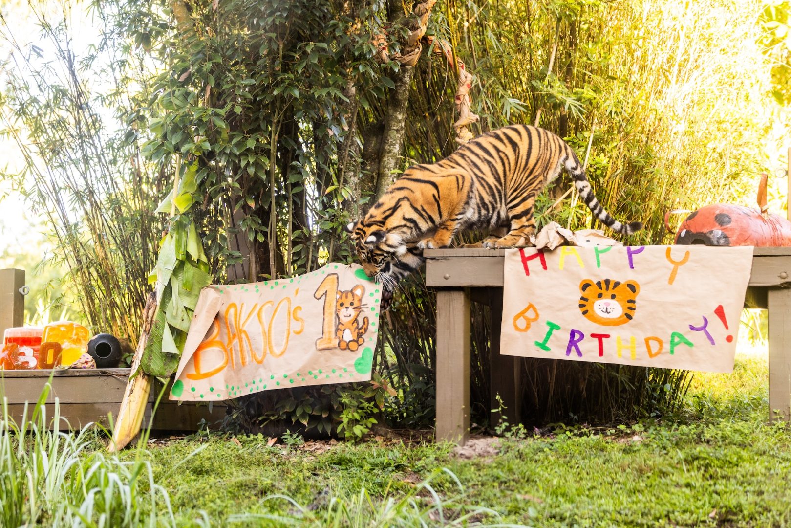 Bakso the Tiger Turns One at Animal Kingdom