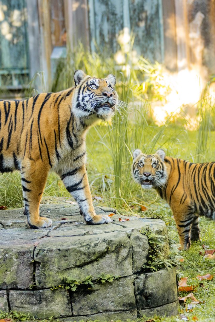 Bakso the Tiger Turns One at Animal Kingdom