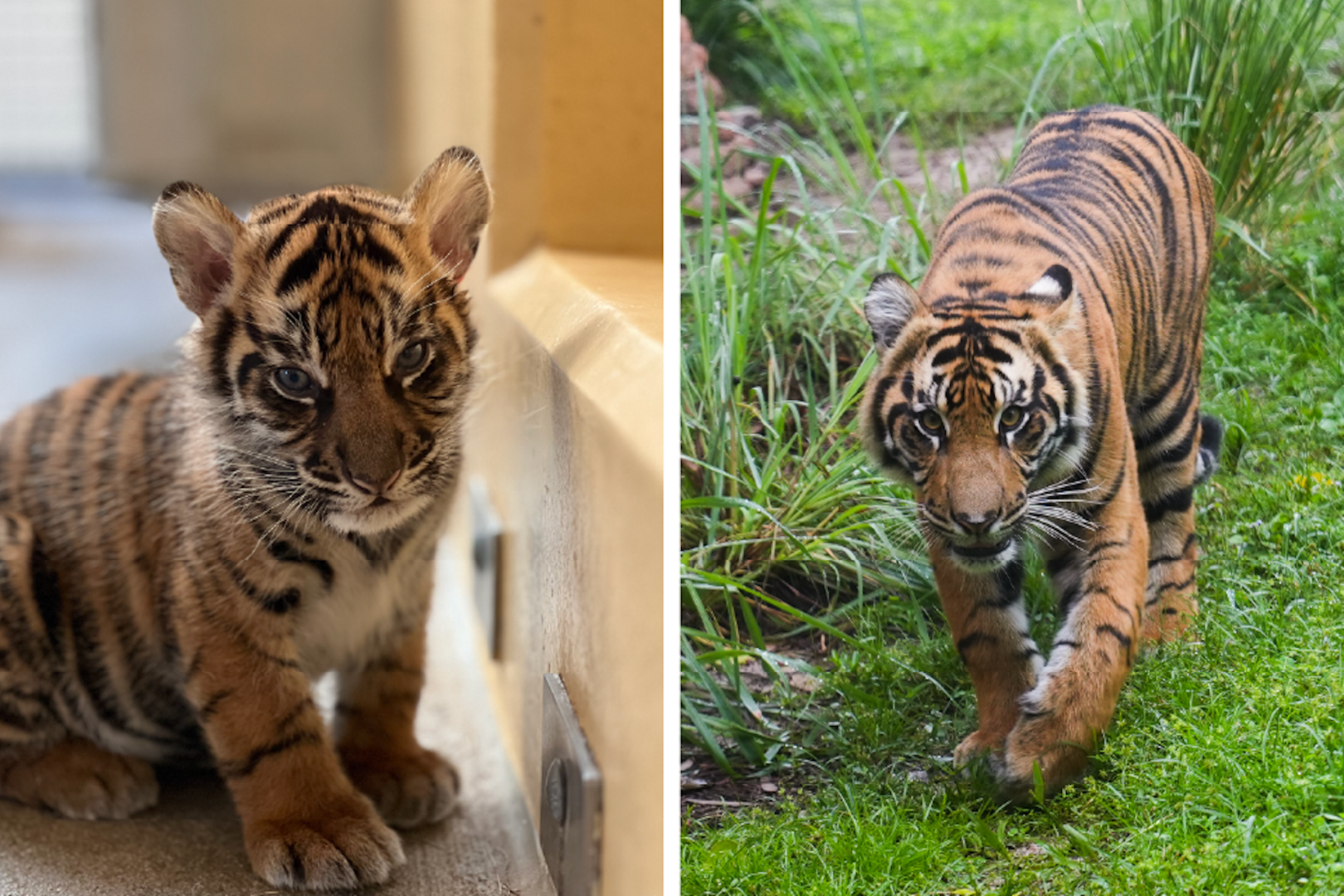 Bakso the Tiger Turns One at Animal Kingdom