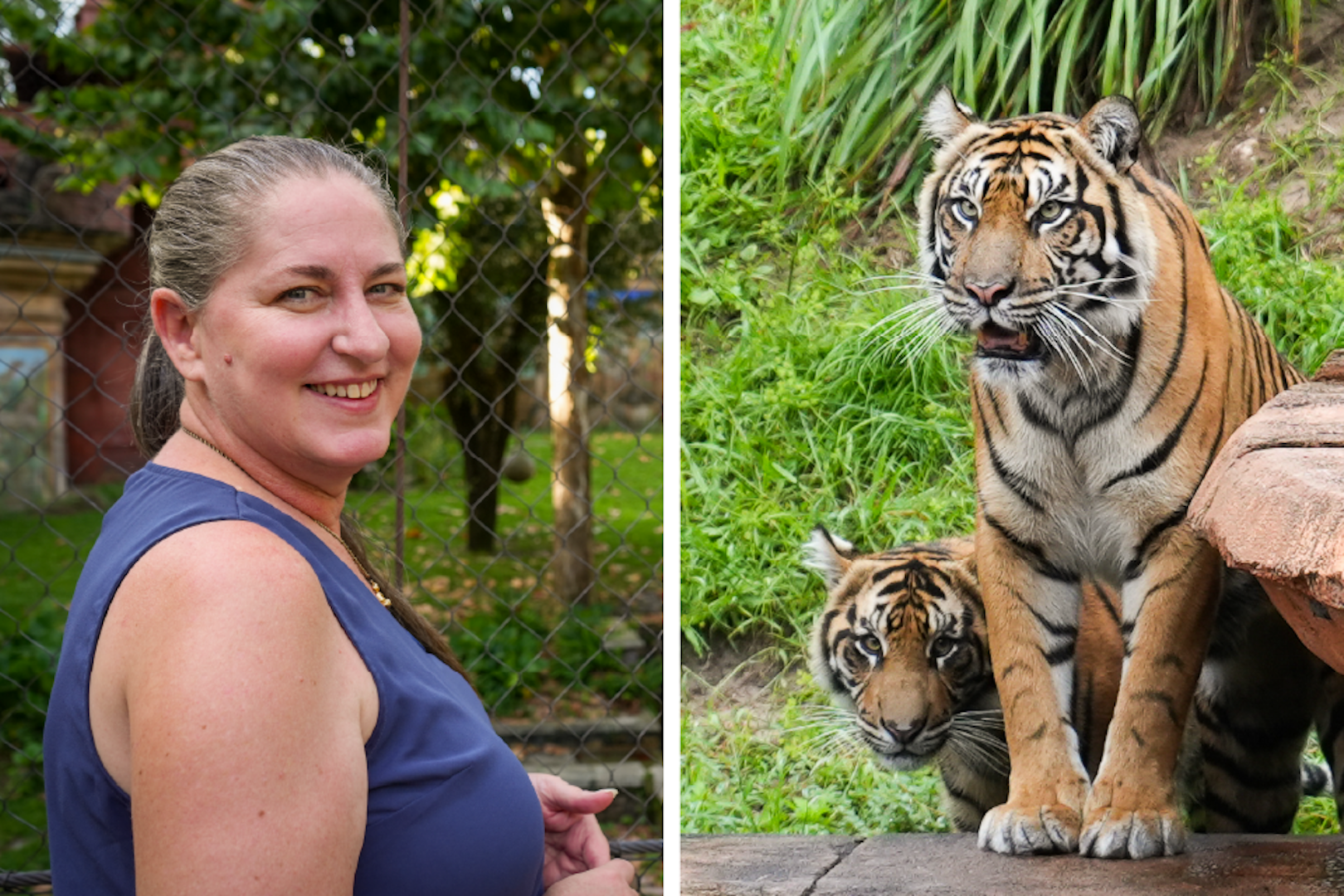 Bakso the Tiger Turns One at Animal Kingdom
