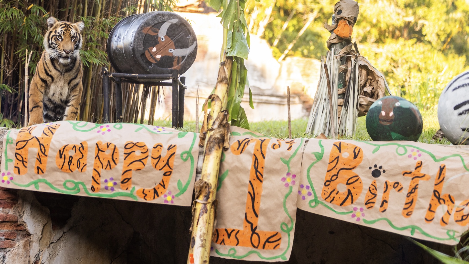 Bakso the Tiger Turns One at Animal Kingdom