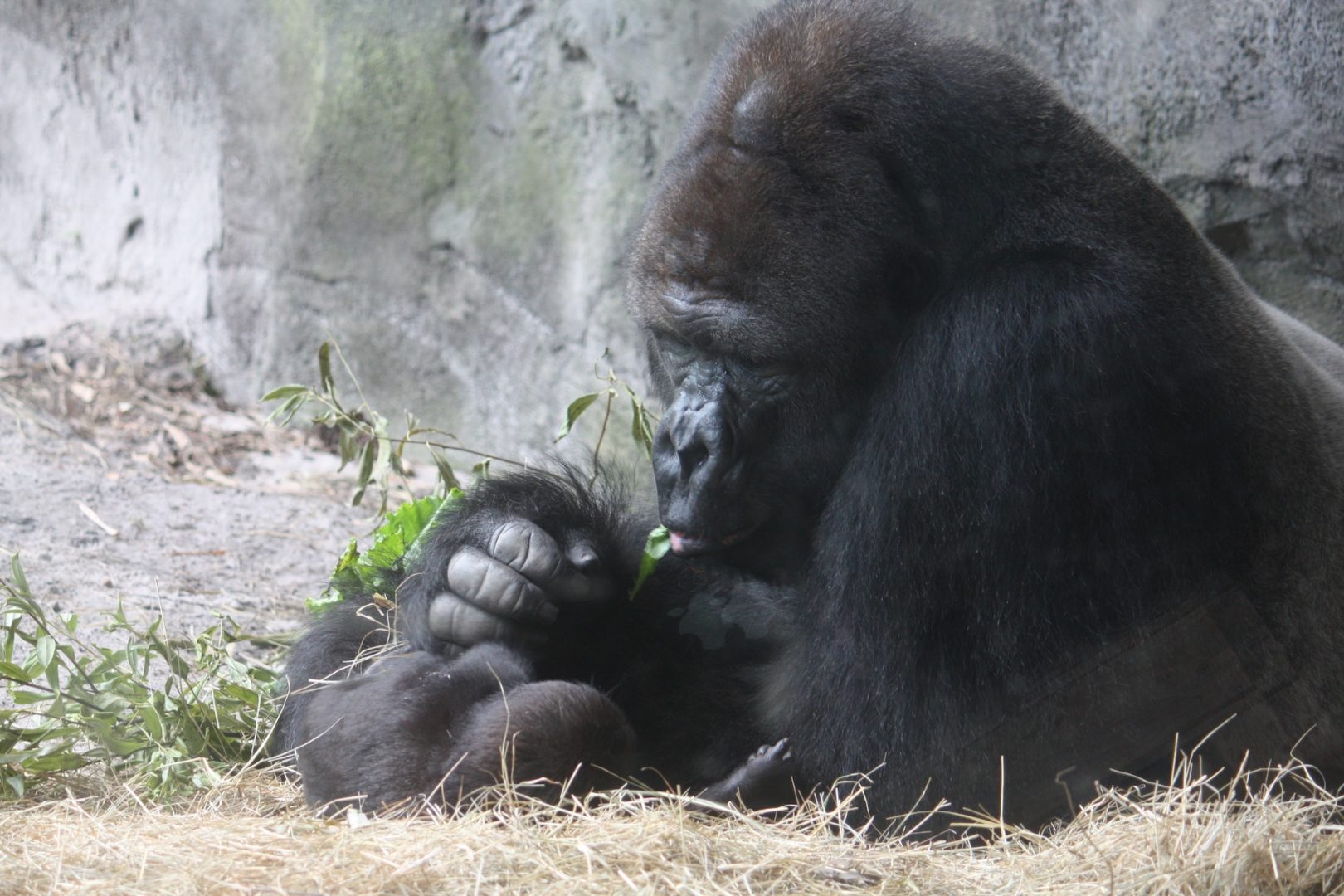 Gino the Gorilla at Disney's Animal Kingdom