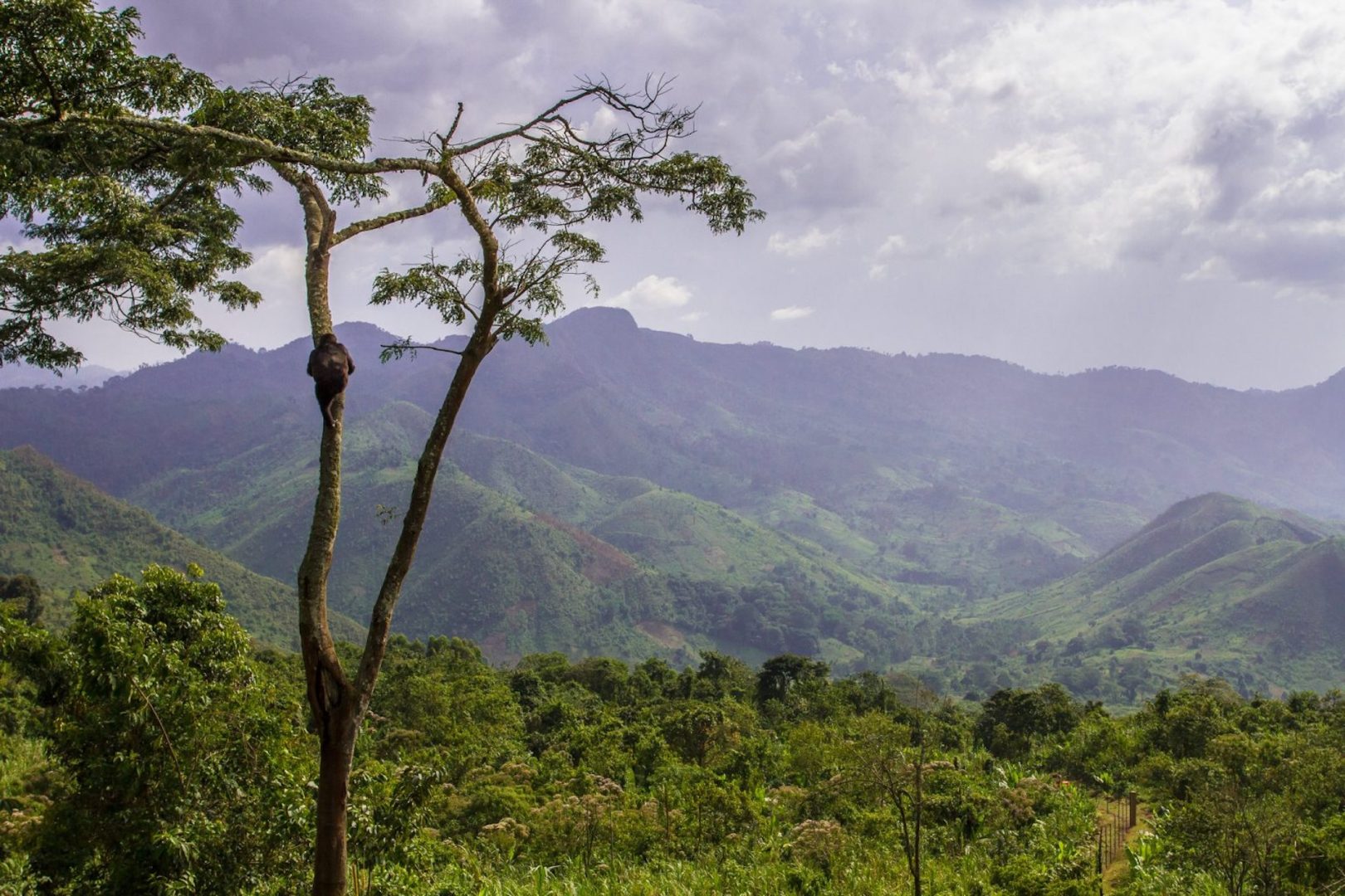 Gorilla Rehabilitation and Conservation Education Center (GRACE).