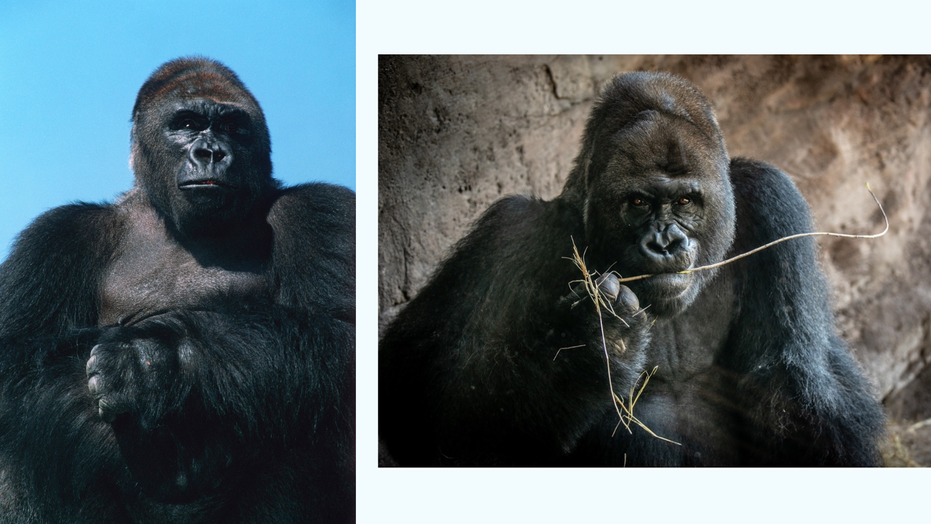 Gino the Gorilla at Disney's Animal Kingdom