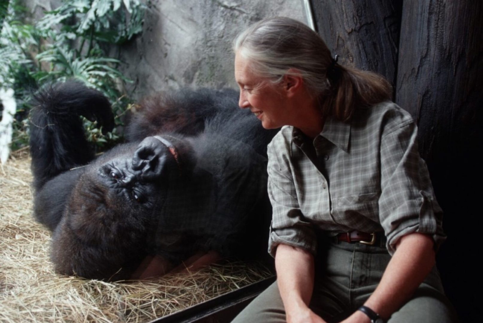 Dr. Jane Goodall and Gino the Gorilla at Disney's Animal Kingdom