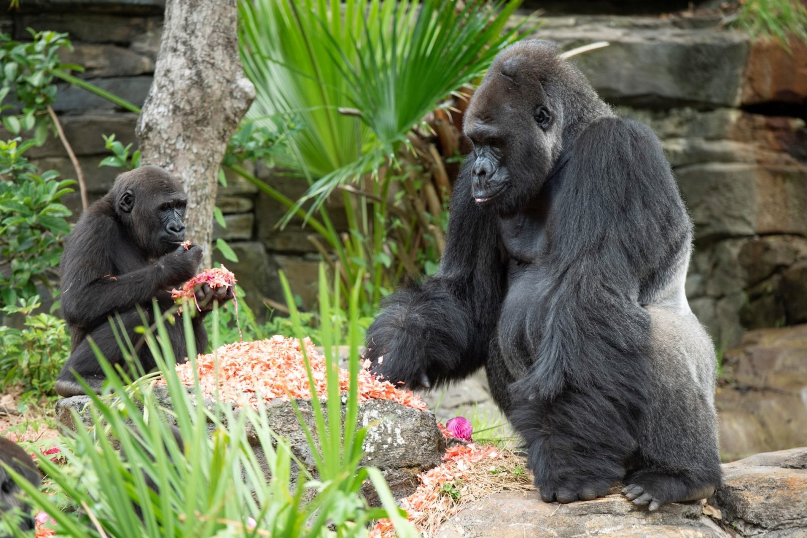 Gino the Gorilla at Disney's Animal Kingdom