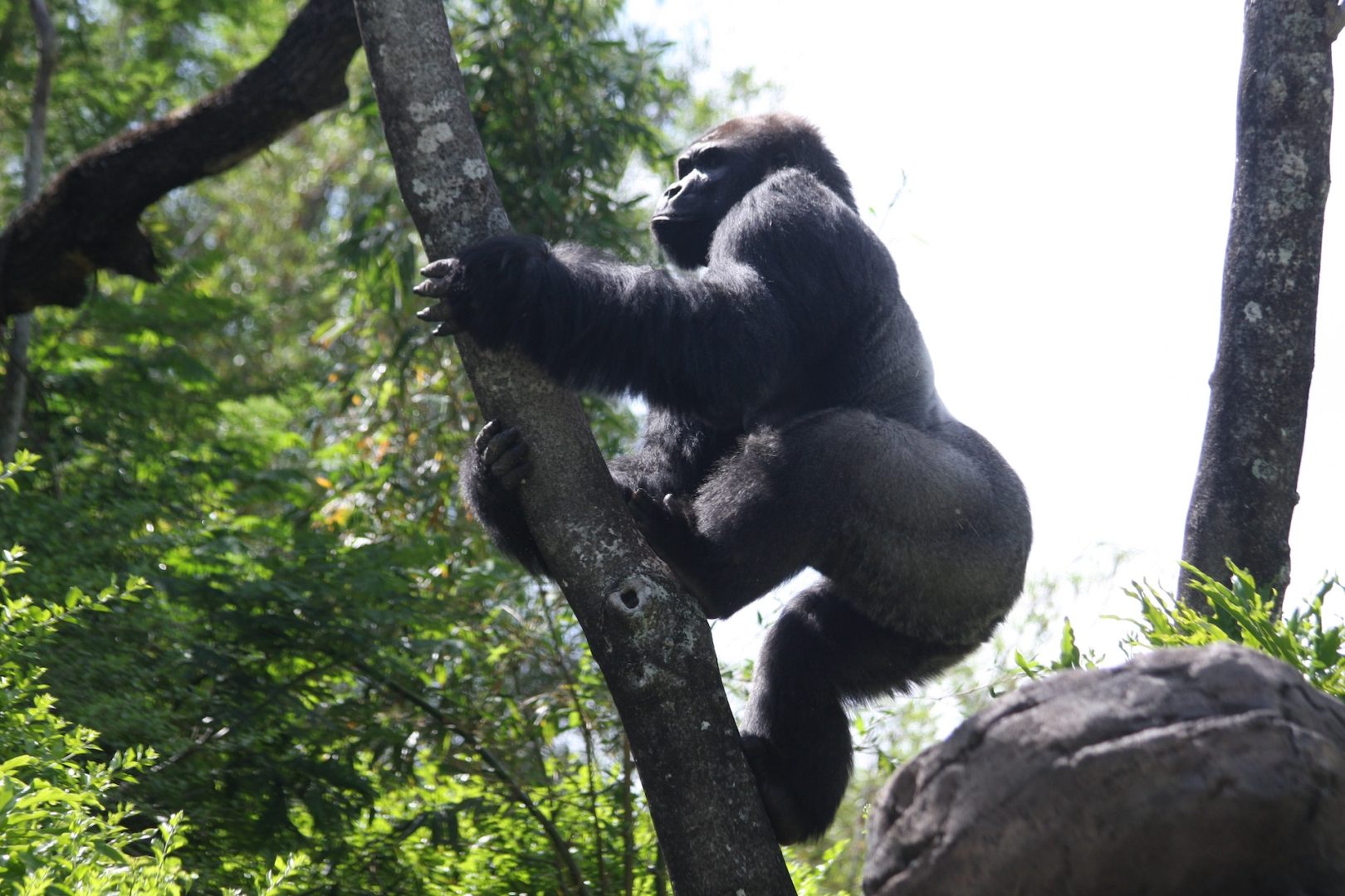 Gino the Gorilla at Disney's Animal Kingdom