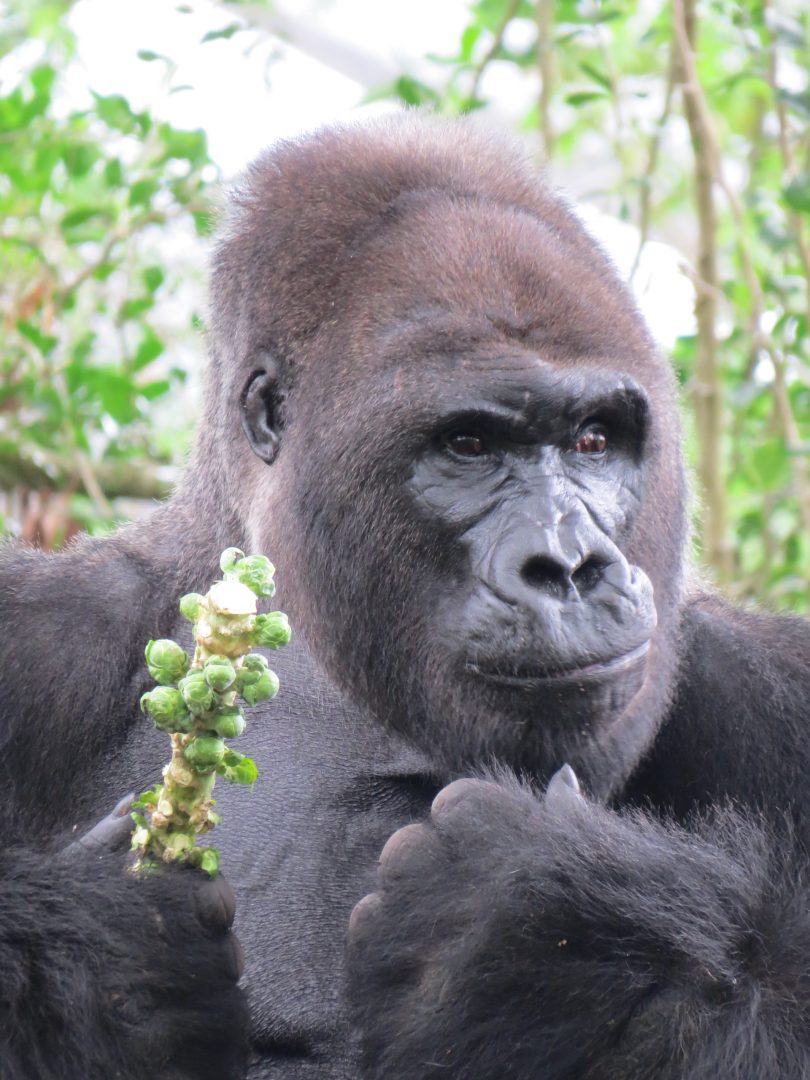 Gino the Gorilla at Disney's Animal Kingdom
