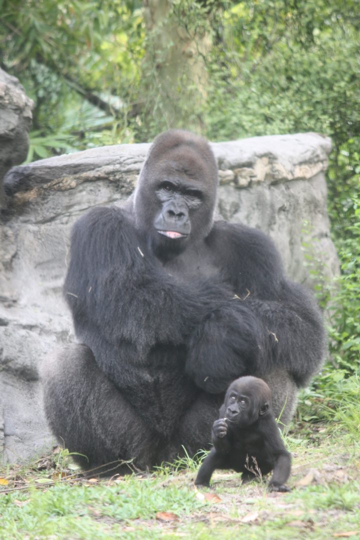 Gino the Gorilla at Disney's Animal Kingdom