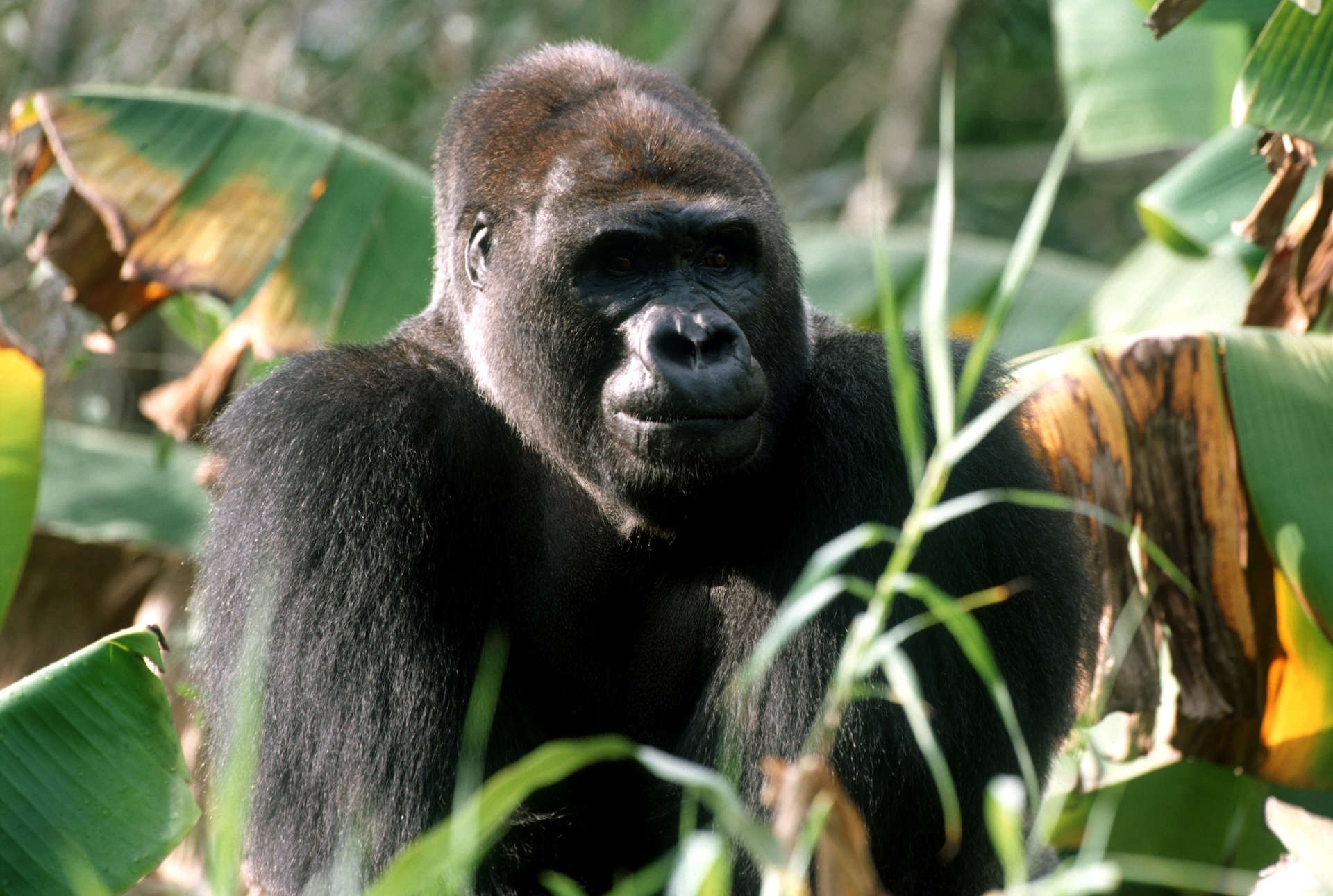 Gino the Gorilla at Disney's Animal Kingdom