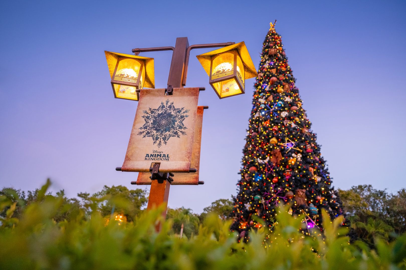 Holiday Decor at Animal Kingdom 