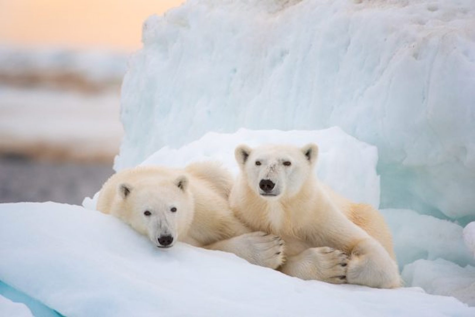 Disney Conservation Fund Polar Bears